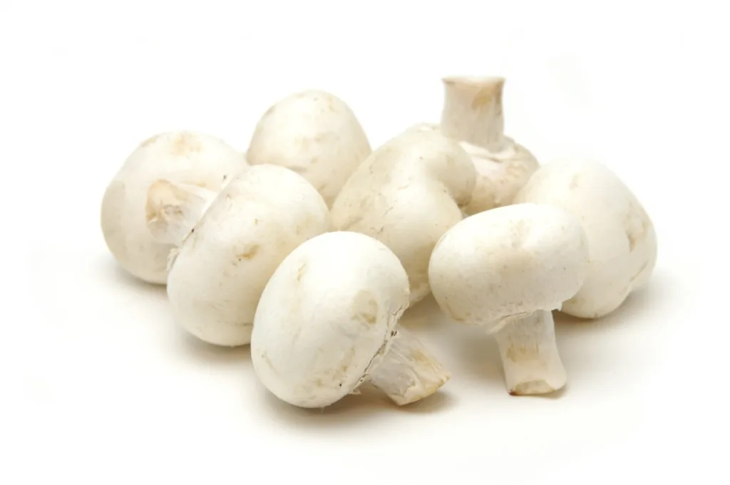 Mukhyamantri Mushroom Vikas Yojana